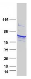 SDS-PAGE (TPH1-1706H).jpg